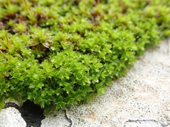 Syntrichia montana