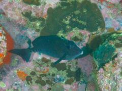 Prionurus microlepidotus