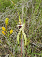 Caladenia parva