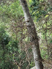 Ficus sur