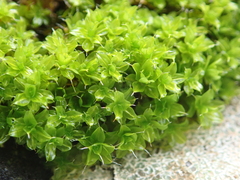 Syntrichia montana