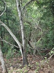 Olea capensis enervis