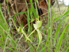 Caladenia parva