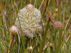 Ptilotus macrocephalus