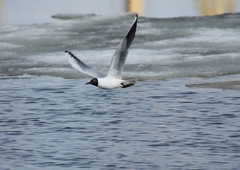 Chroicocephalus ridibundus