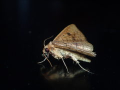 Striglina duplicifimbria