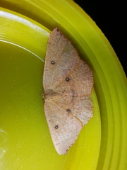 Cyclophora puppillaria