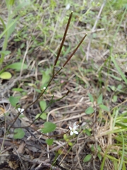Cardamine intonsa