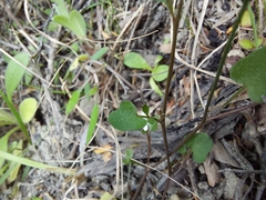 Cardamine intonsa