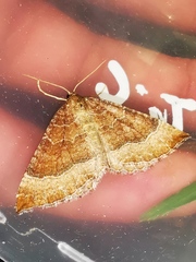 Larentia clavaria