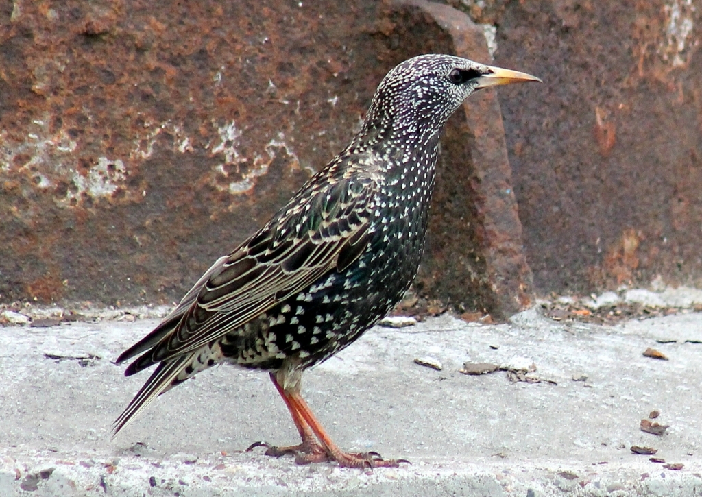 iNaturalist.org. Н. Борисова, Заволжский р-н Чувашия, апрель 2015