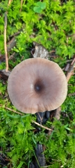 Pseudoclitocybe