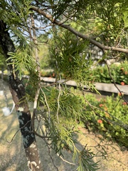 Calocedrus formosana