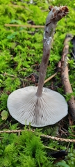 Pseudoclitocybe