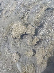 Charophyta