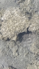 Charophyta