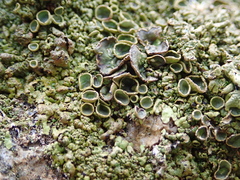 Xanthoparmelia pulla