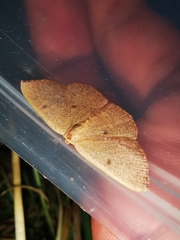 Cyclophora puppillaria