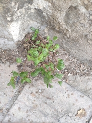Amaranthus deflexus