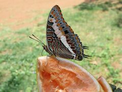 Charaxes saturnus