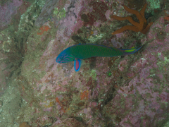 Thalassoma lunare