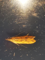 Dichomeris acuminatus