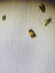 Heterallactis microchrysa