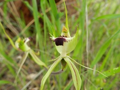 Caladenia parva
