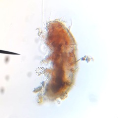 Echiniscidae