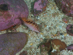 Hypoplectrodes maccullochi