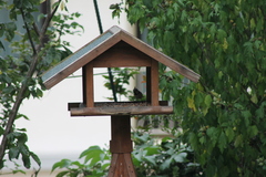 Lophophanes cristatus