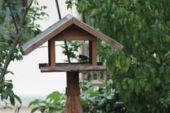 Lophophanes cristatus