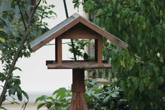 Lophophanes cristatus