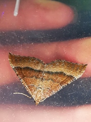 Larentia clavaria