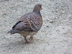 Streptopelia orientalis