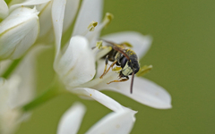 Hylaeus hyalinatus