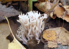Clavulina coralloides