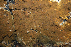 Serpula himantioides