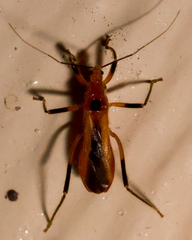 Micropolytoxus hackeri