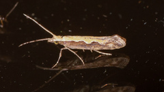 Plutella xylostella-australiana