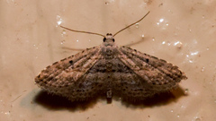 Araeopteron canescens