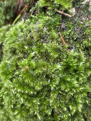 Homalothecium sericeum