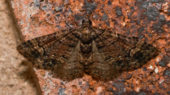 Eucymatoge peplodes