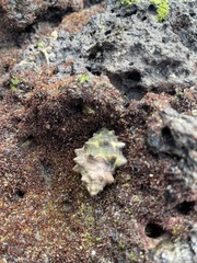 Muricidae