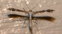 Stangeia xerodes
