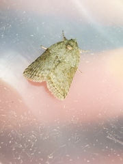 Nycteola