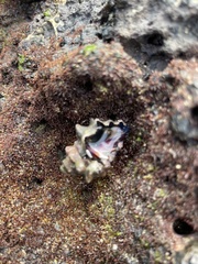 Muricidae