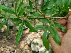 Ochna natalitia