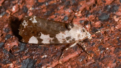 Acontia nivipicta