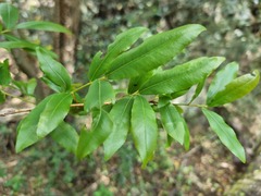 Ochna natalitia